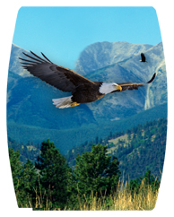 DAREC 130 Soaring Eagle Im Free